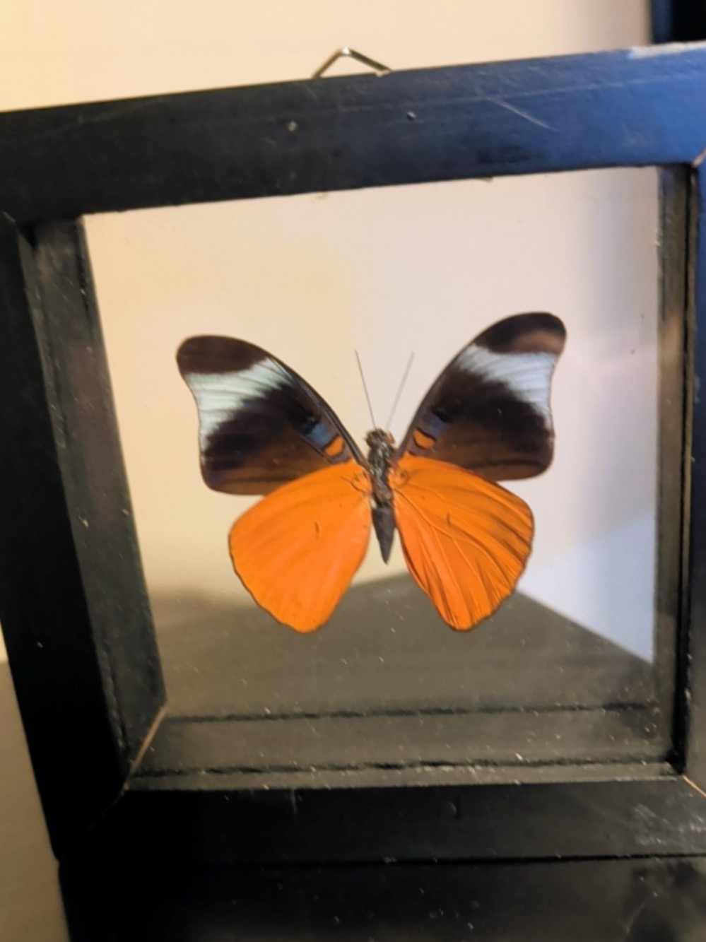 Butterfly Taxidermy
